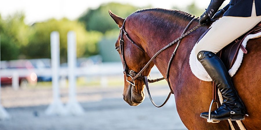 equestrian disciplines