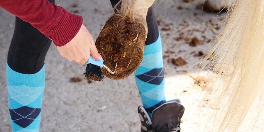 horse hoof care