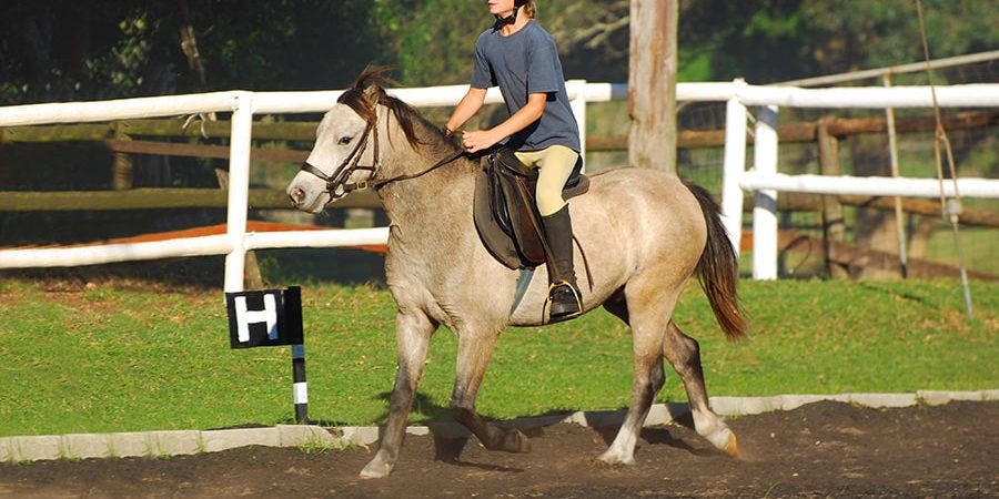 horse paddock mud control grid