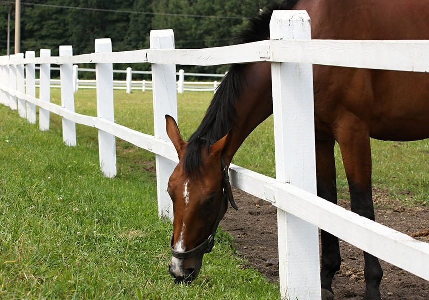 how to build a horse pasture