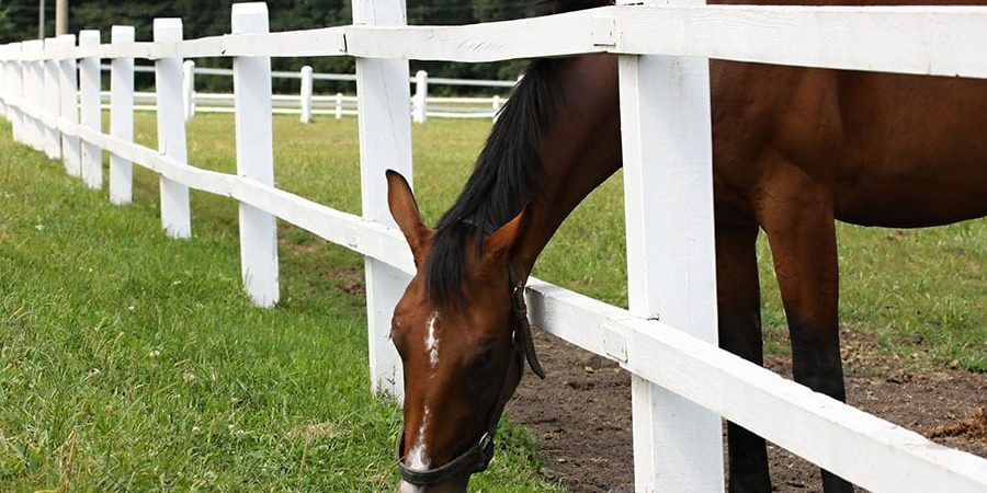 how to build a horse pasture