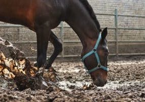 how to fix muddy paddocks