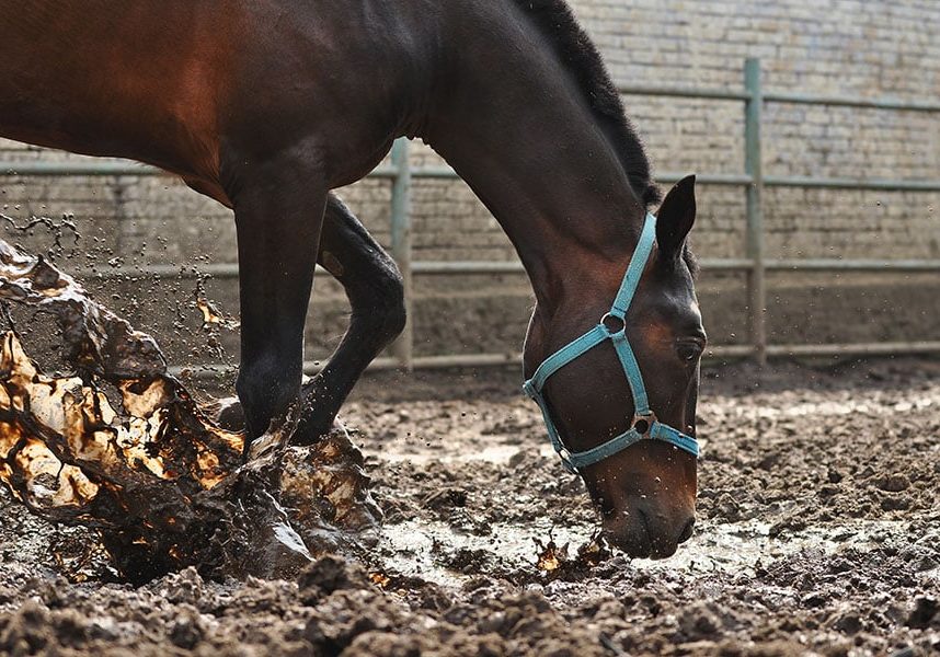 how to fix muddy paddocks