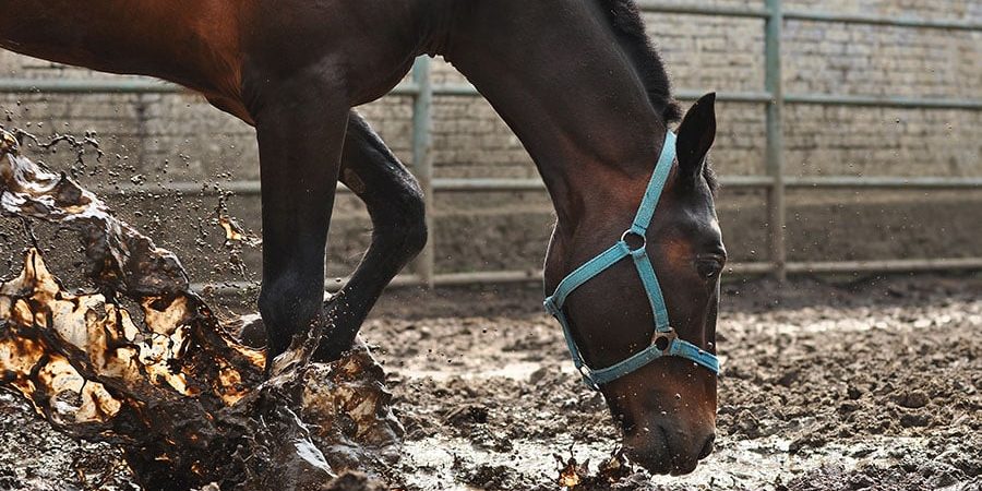 how to fix muddy paddocks