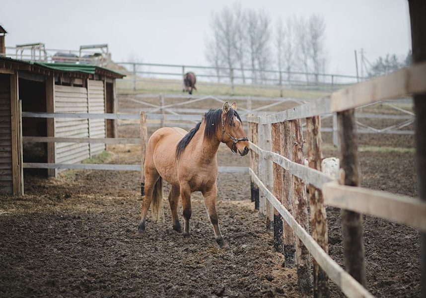 mud management for horses