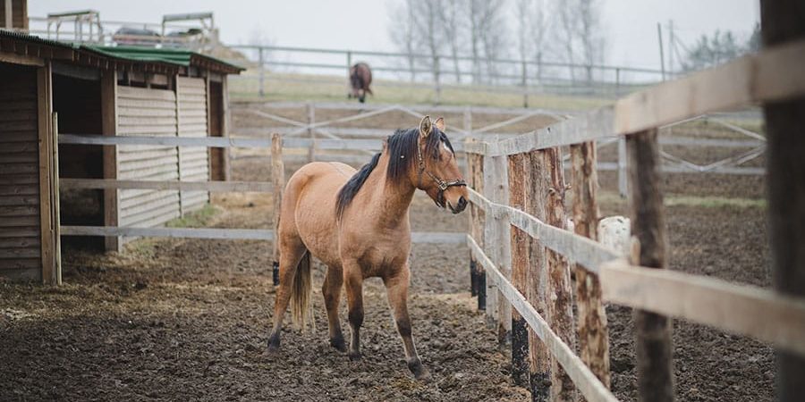 mud management for horses