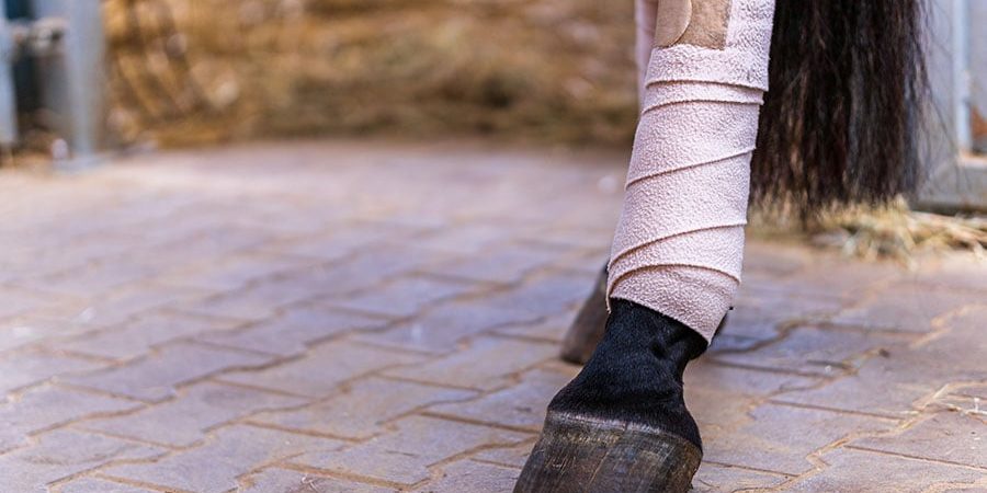 prevent tendon injuries in horses